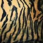 Motivo animali : Tigre
